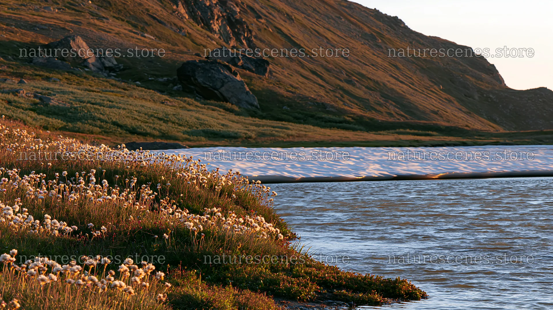 Frozen tarn meadow with melting snow and flowers along the shore – nature scenes 10608x5938