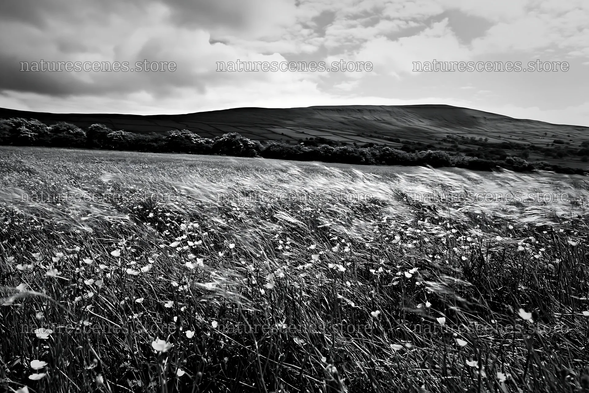 Yorkshire Dales buttercup hay meadow with rolling hills – nature scenes 9722x6480