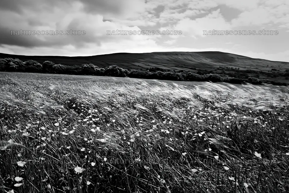 Yorkshire Dales buttercup hay meadow with rolling hills – nature scenes 9722x6480