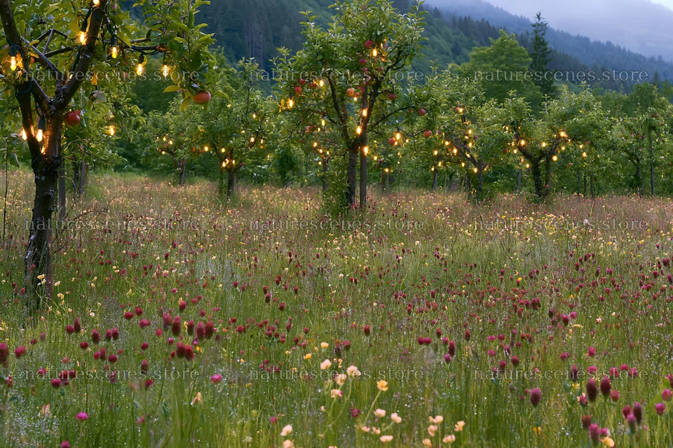 Christmas meadow with apple trees and lights in Black Forest – nature scenes 9722x6480