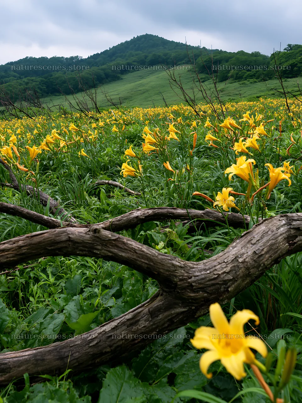 Yamagata rewilded meadow with fallen branch and yellow flowers – nature scenes 6866x9174