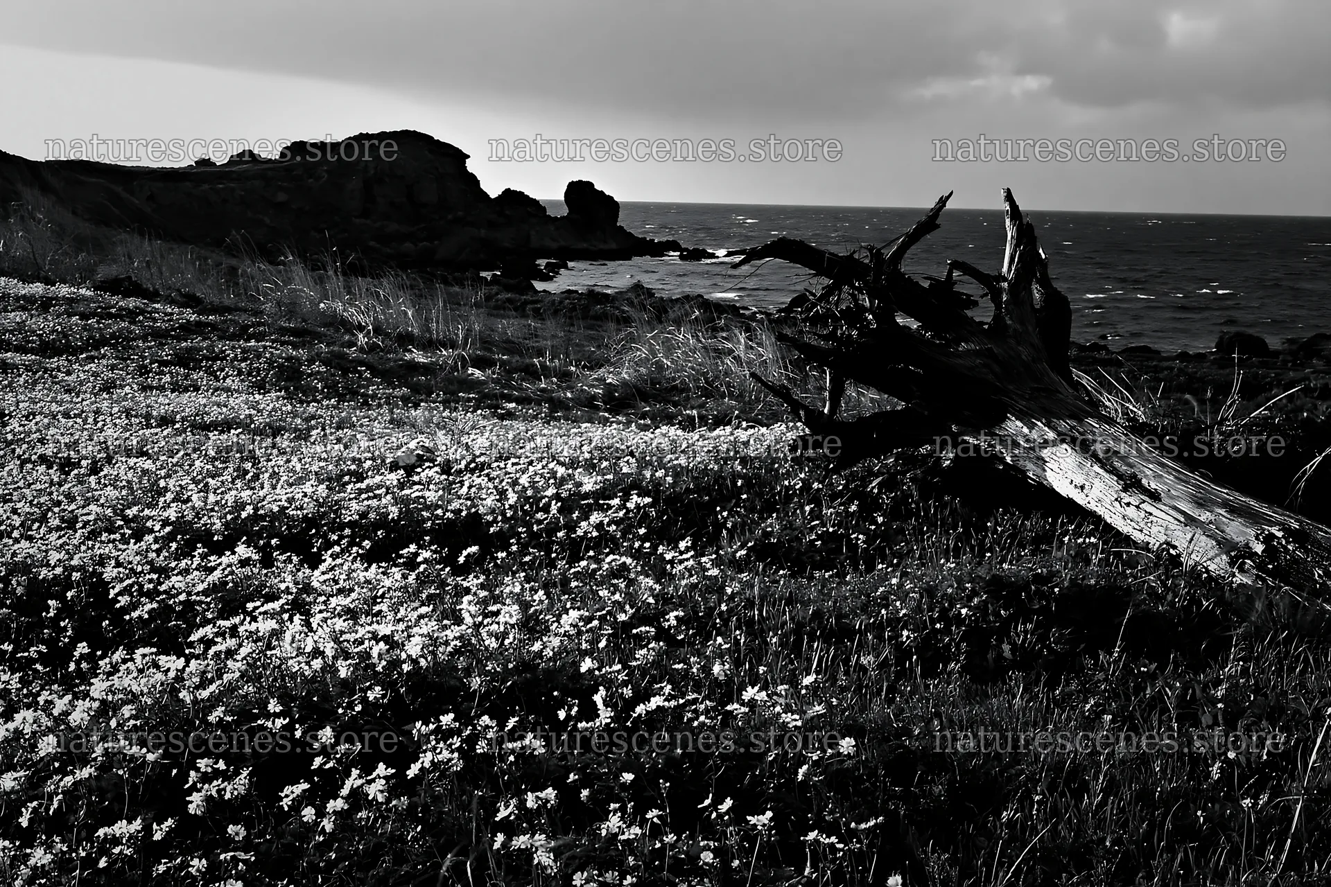 Ishikawa coastal meadow storm washed driftwood in a scenic spot – nature scenes 9722x6480