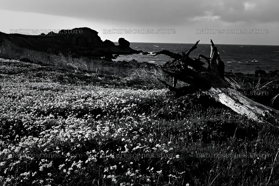 Ishikawa coastal meadow storm washed driftwood in a scenic spot – nature scenes 9722x6480