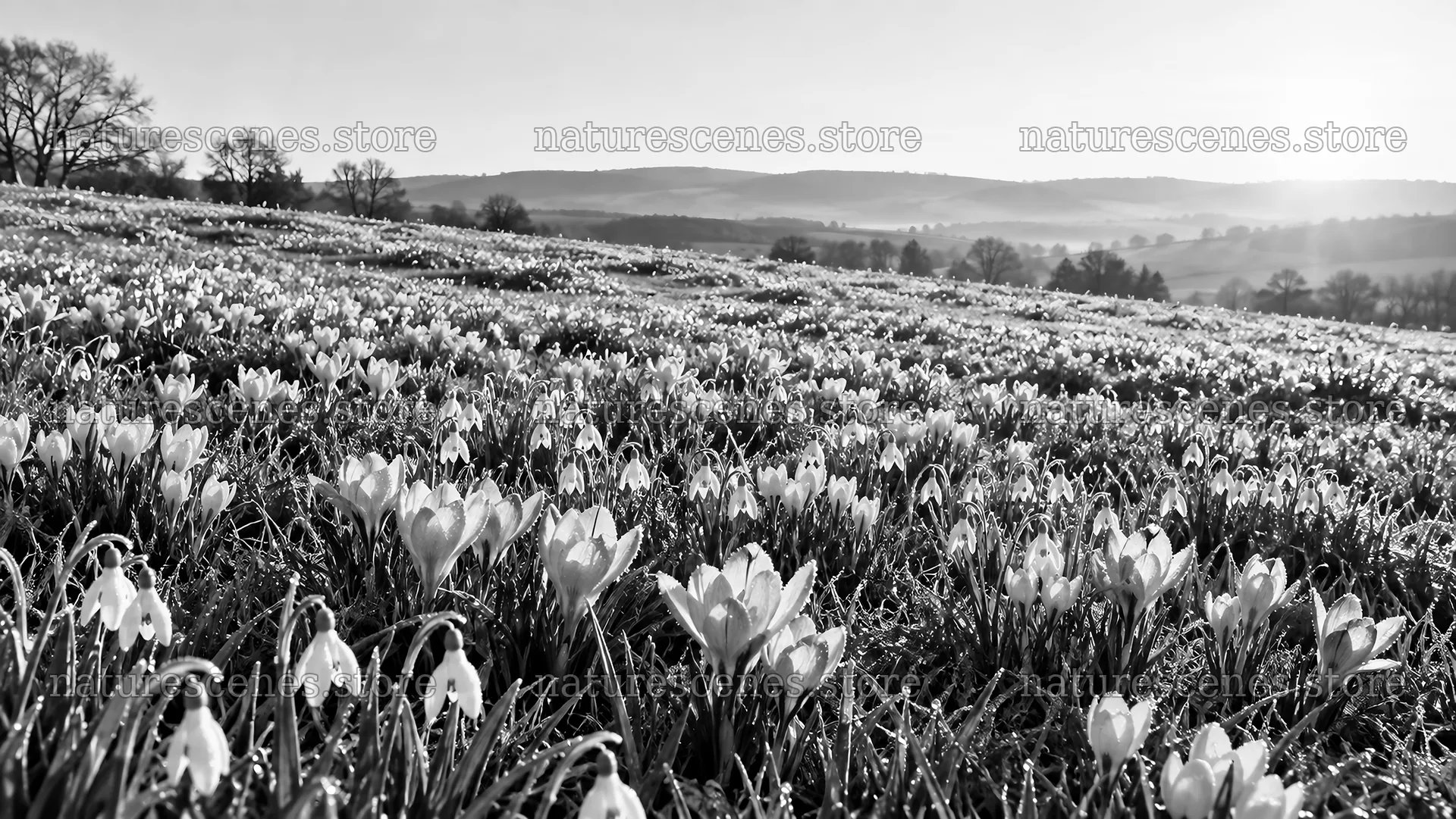 Spring Bulbs Across a Hillside Meadow – nature scenes 10324x5812