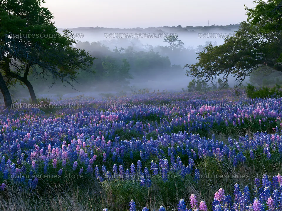 Colorful lupine meadow with mist and trees at dawn – nature scenes 9174x6866