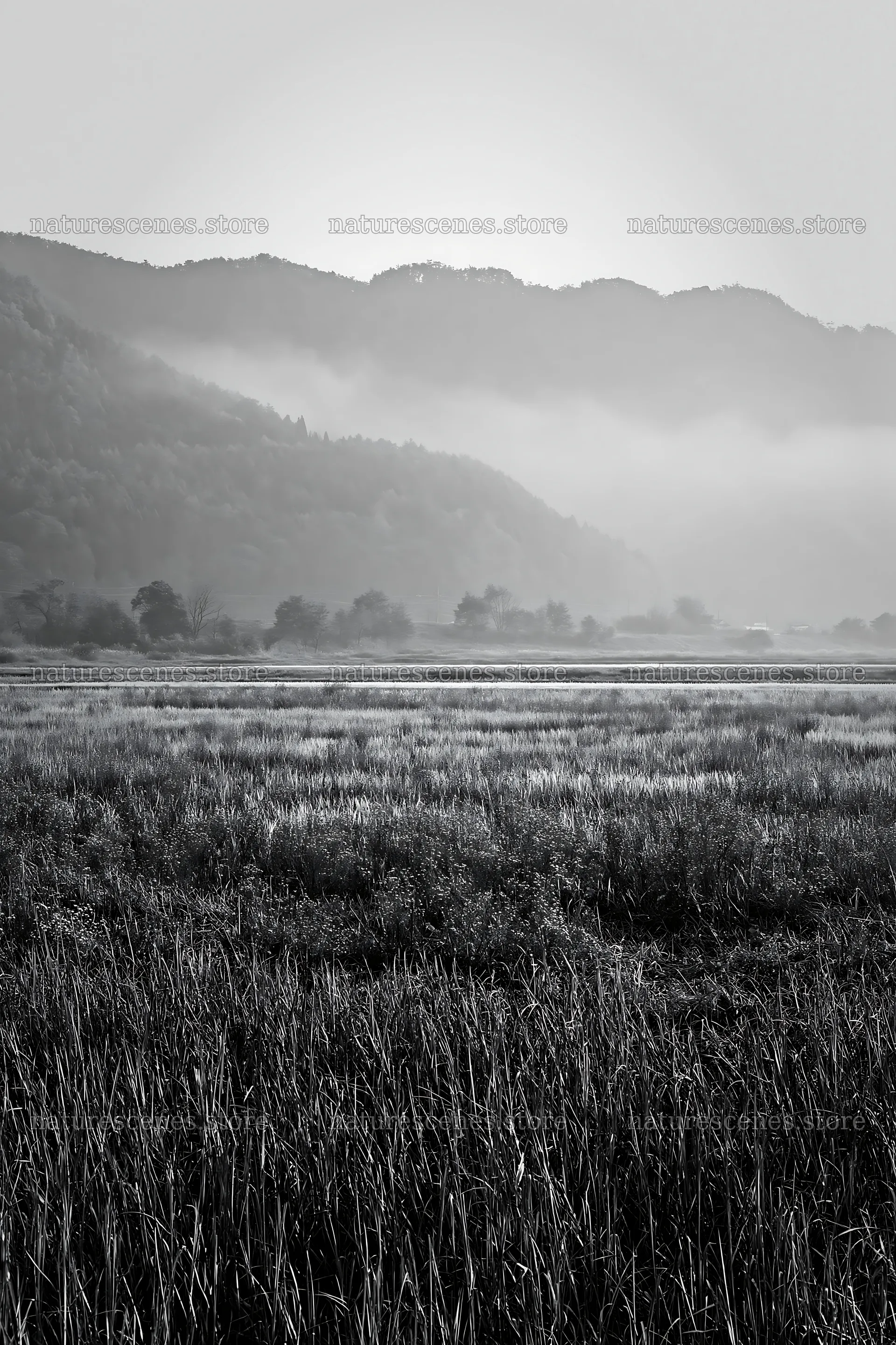Saga floodplain meadow with reed foreground under morning light – nature scenes 6480x9722