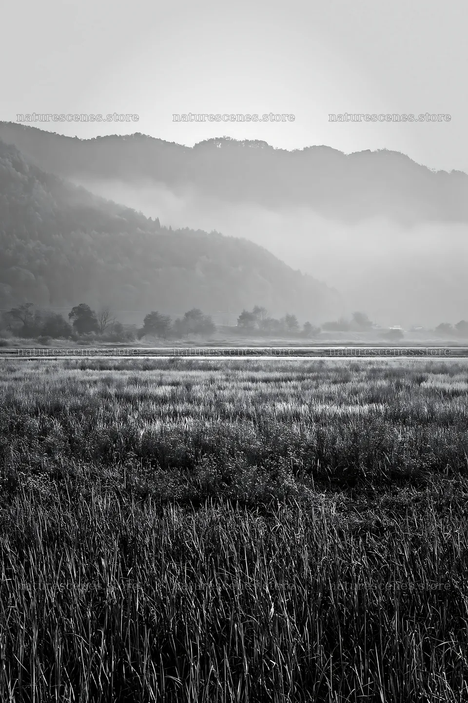 Saga floodplain meadow with reed foreground under morning light – nature scenes 6480x9722