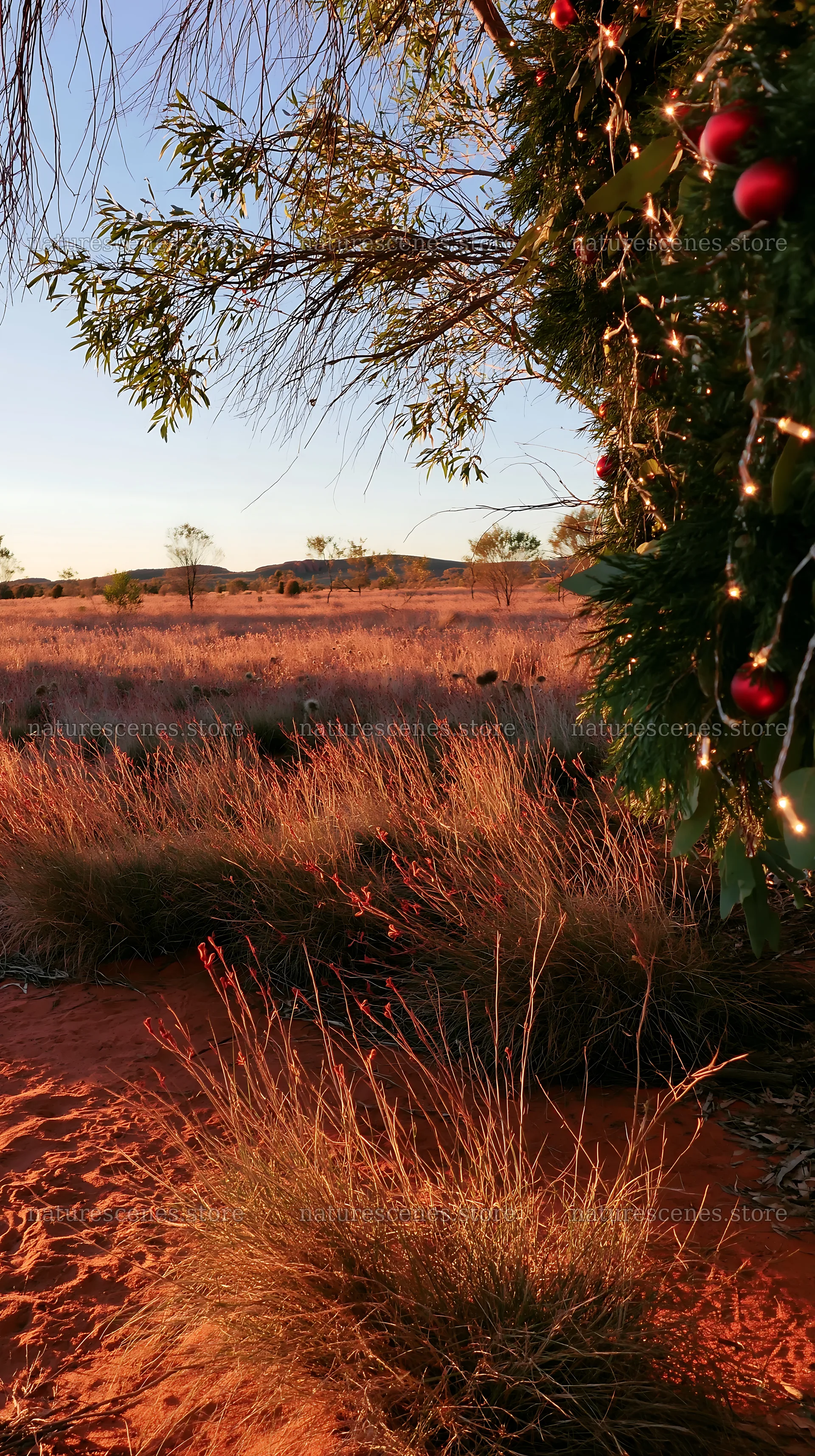 Expansive Christmas meadow with drought tolerant plants and garland – nature scenes 5938x10608
