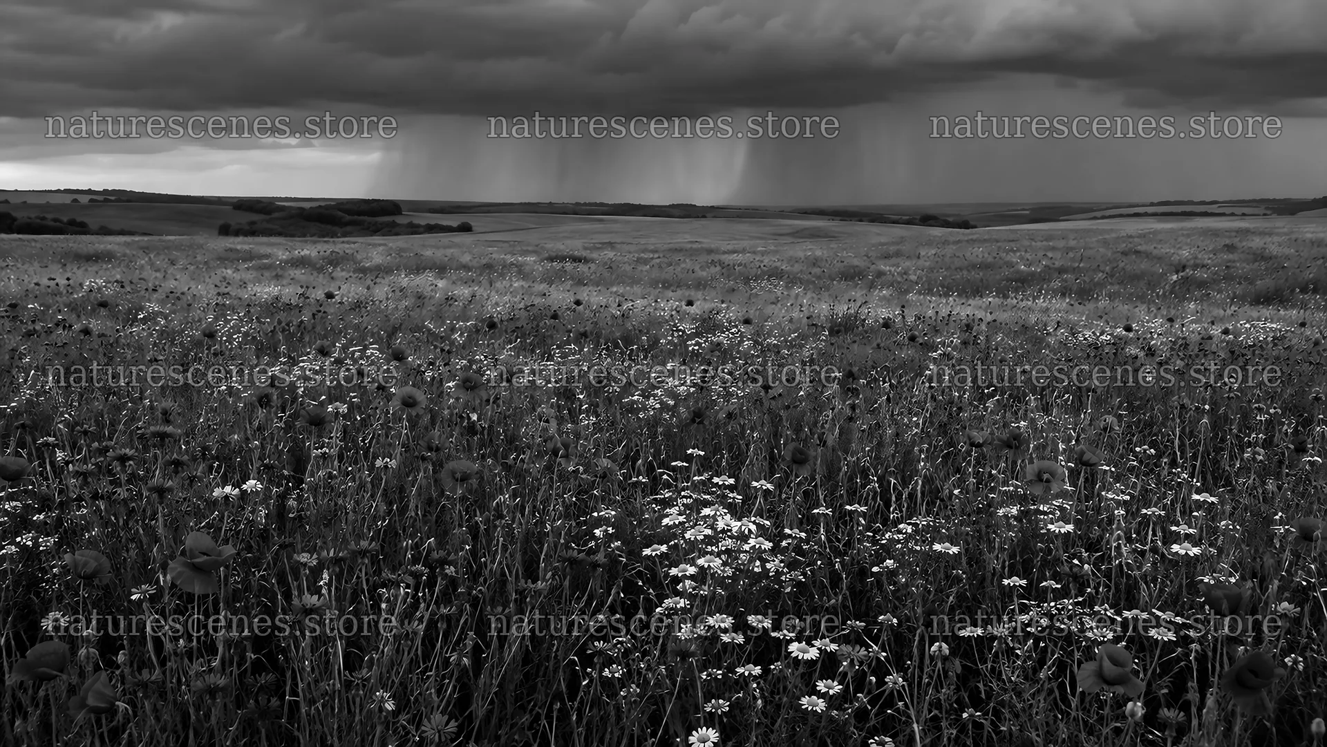 Dark Storm Over a Wildflower Meadow – nature scenes 10324x5812