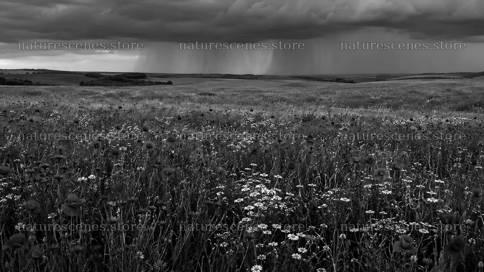 Dark Storm Over a Wildflower Meadow – nature scenes 10324x5812