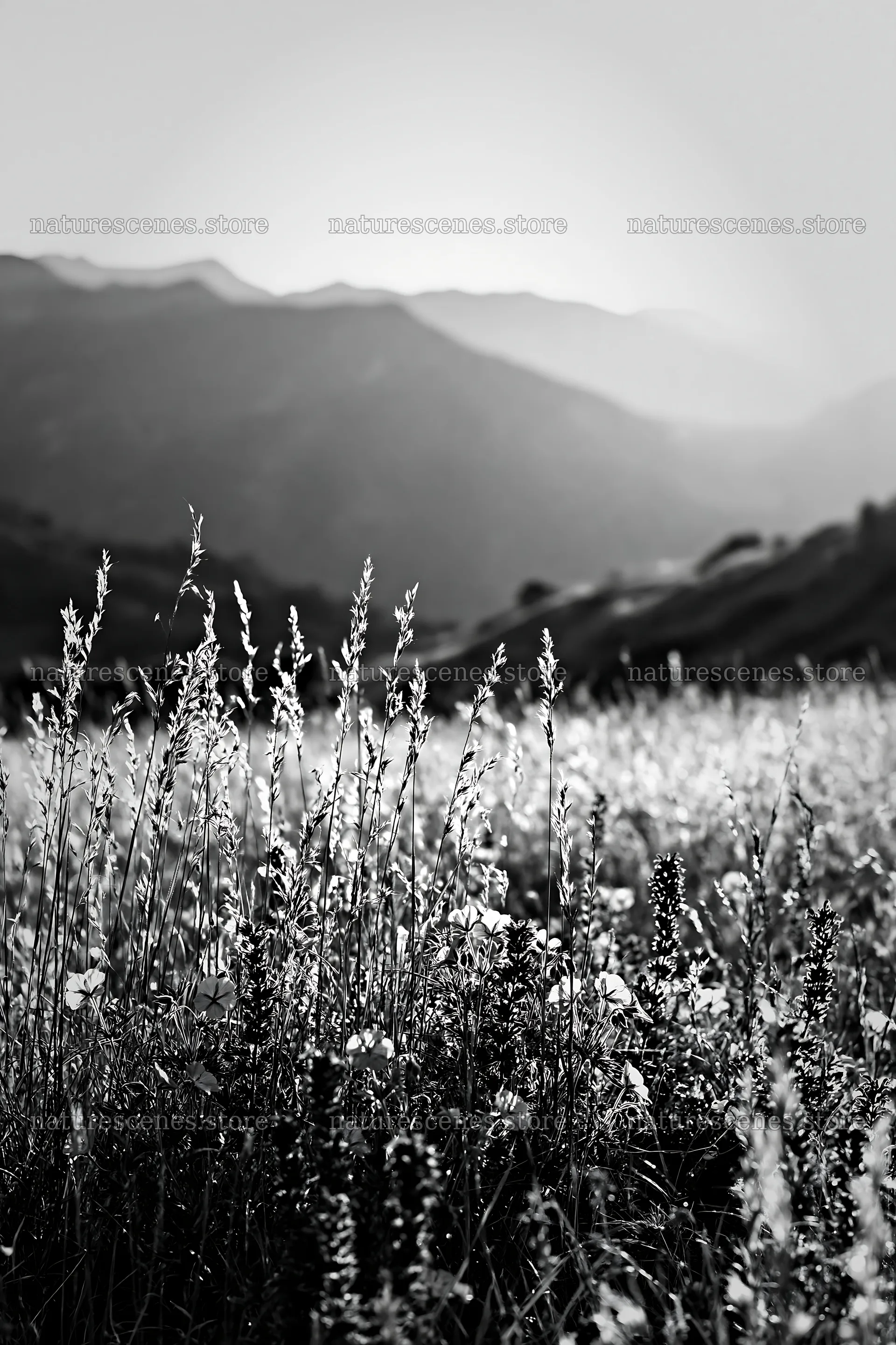 Meadow grass seedheads with mountains in background – nature scenes 6480x9722