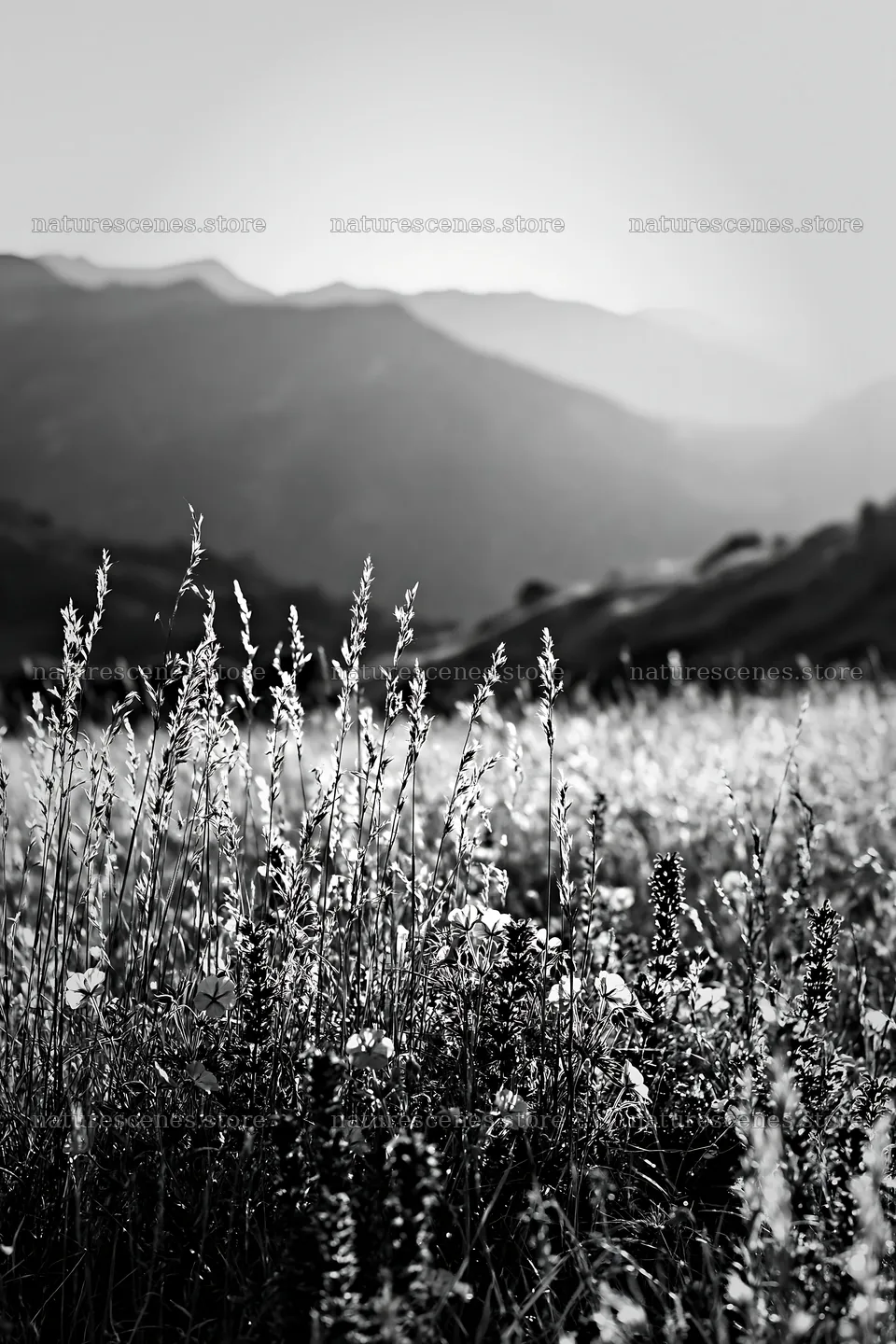 Meadow grass seedheads with mountains in background – nature scenes 6480x9722