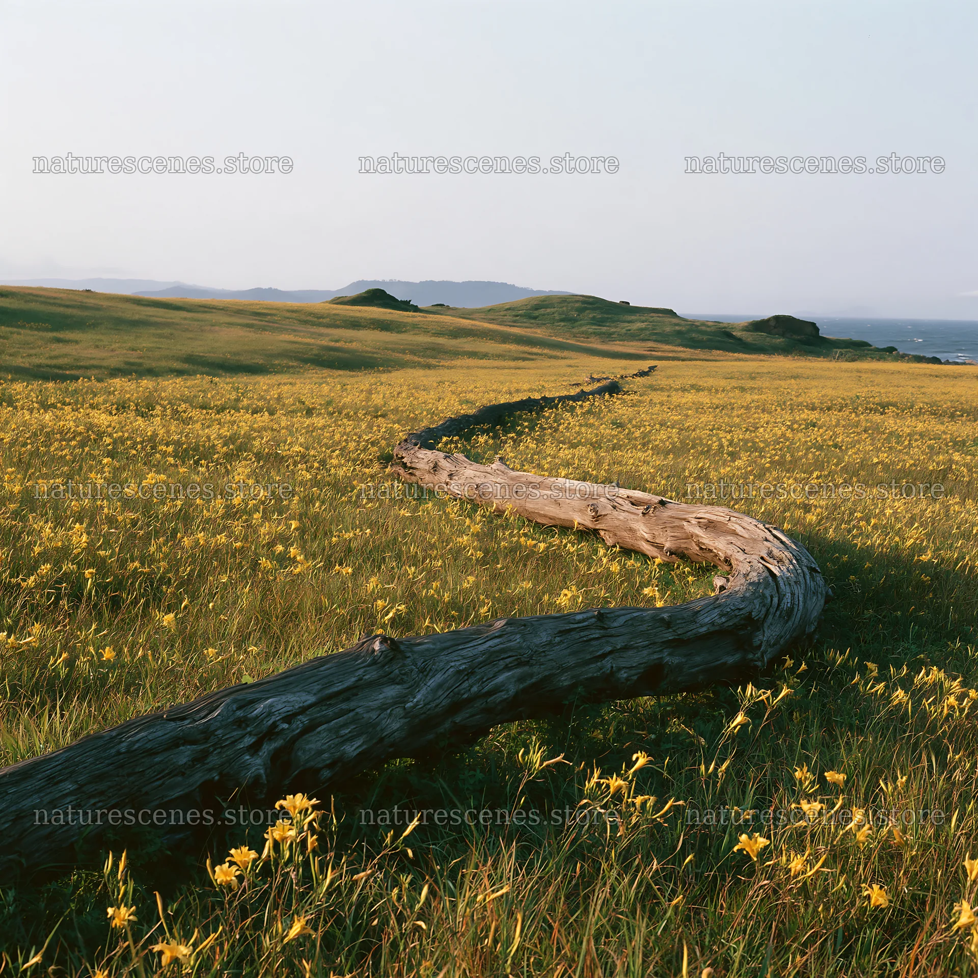 Ishikawa coastal meadow with storm washed driftwood – nature scenes 7938x7938