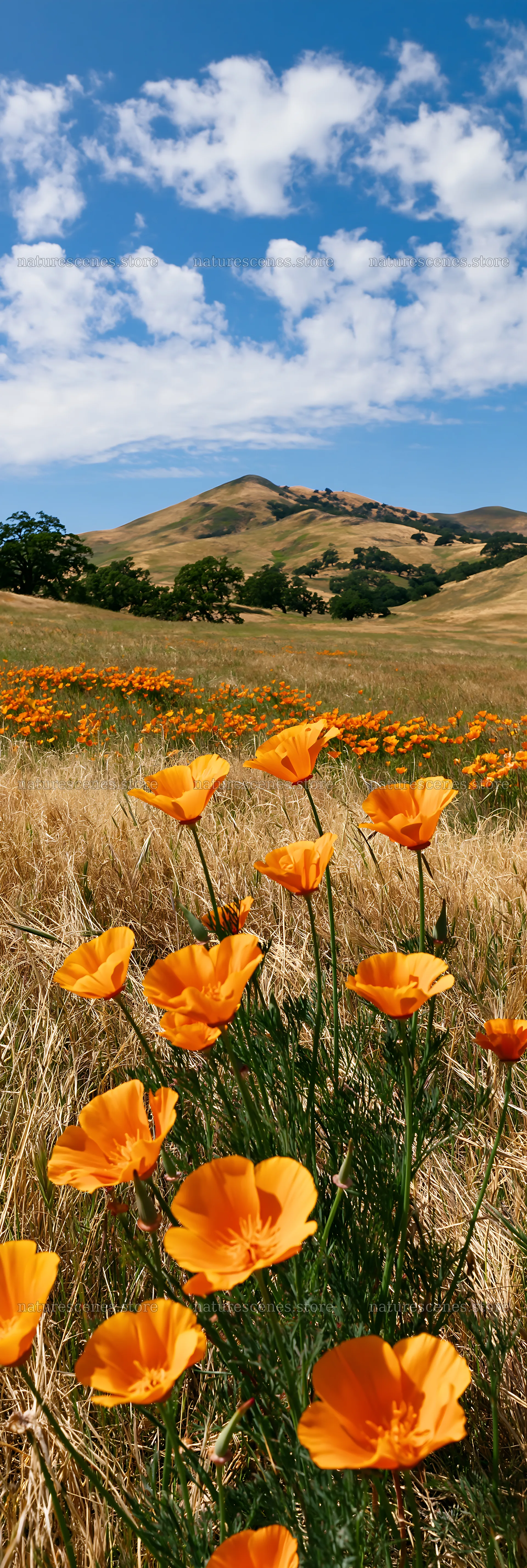 Vibrant orange flowers in a regenerative meadow landscape – nature scenes 4602x13690
