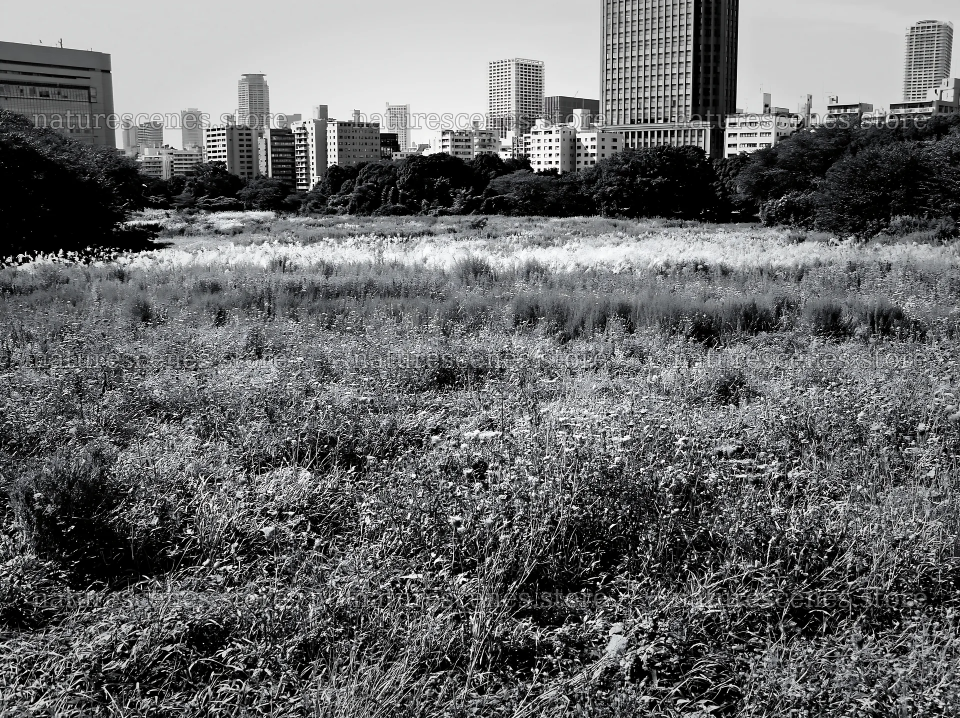 Tokyo urban biodiversity meadow with seedheads – nature scenes 9174x6866