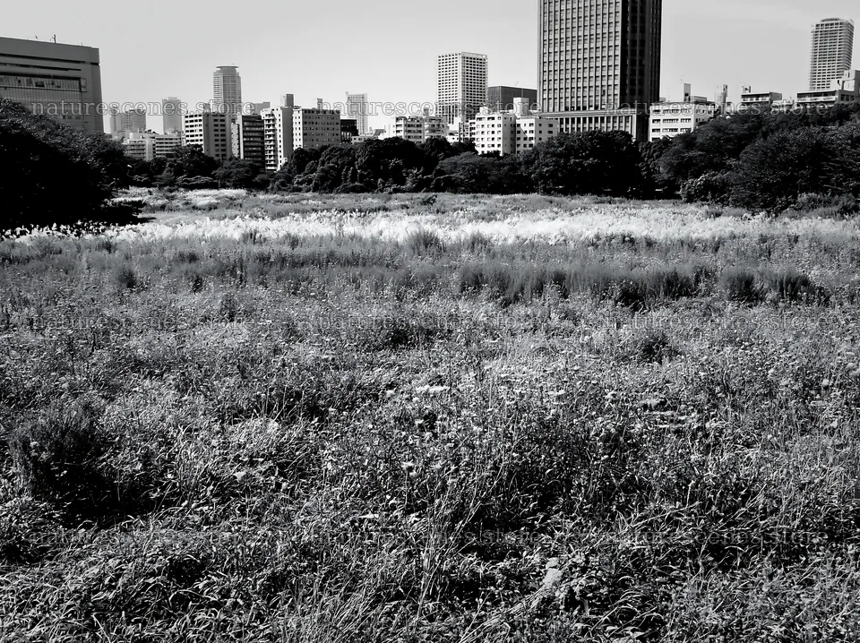 Tokyo urban biodiversity meadow with seedheads – nature scenes 9174x6866