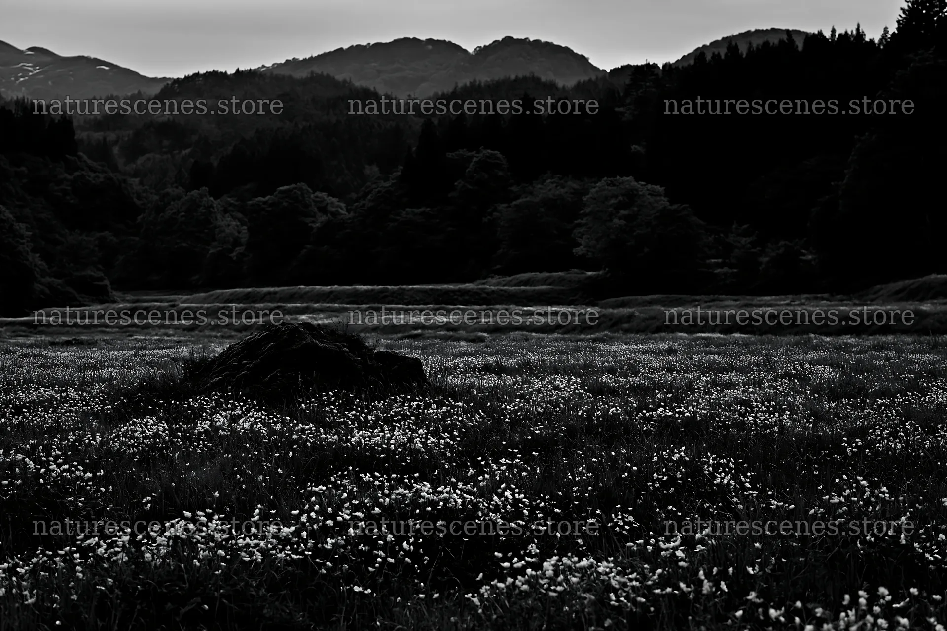 Miyagi spring recovery meadow mossy stone in evening light – nature scenes 9722x6480