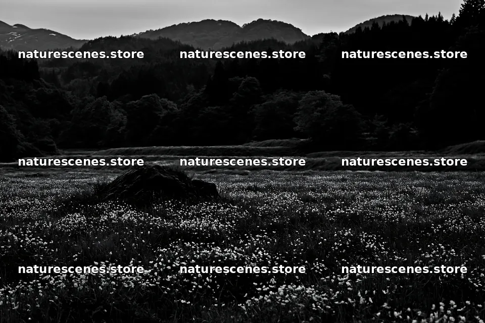 Miyagi spring recovery meadow mossy stone in evening light – nature scenes 9722x6480