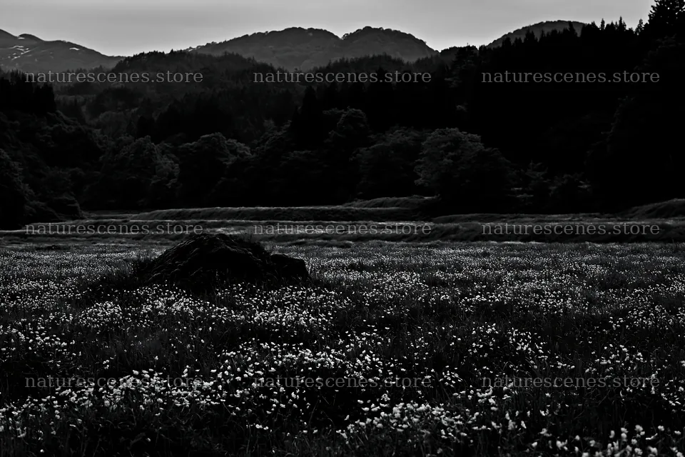 Miyagi spring recovery meadow mossy stone in evening light – nature scenes 9722x6480
