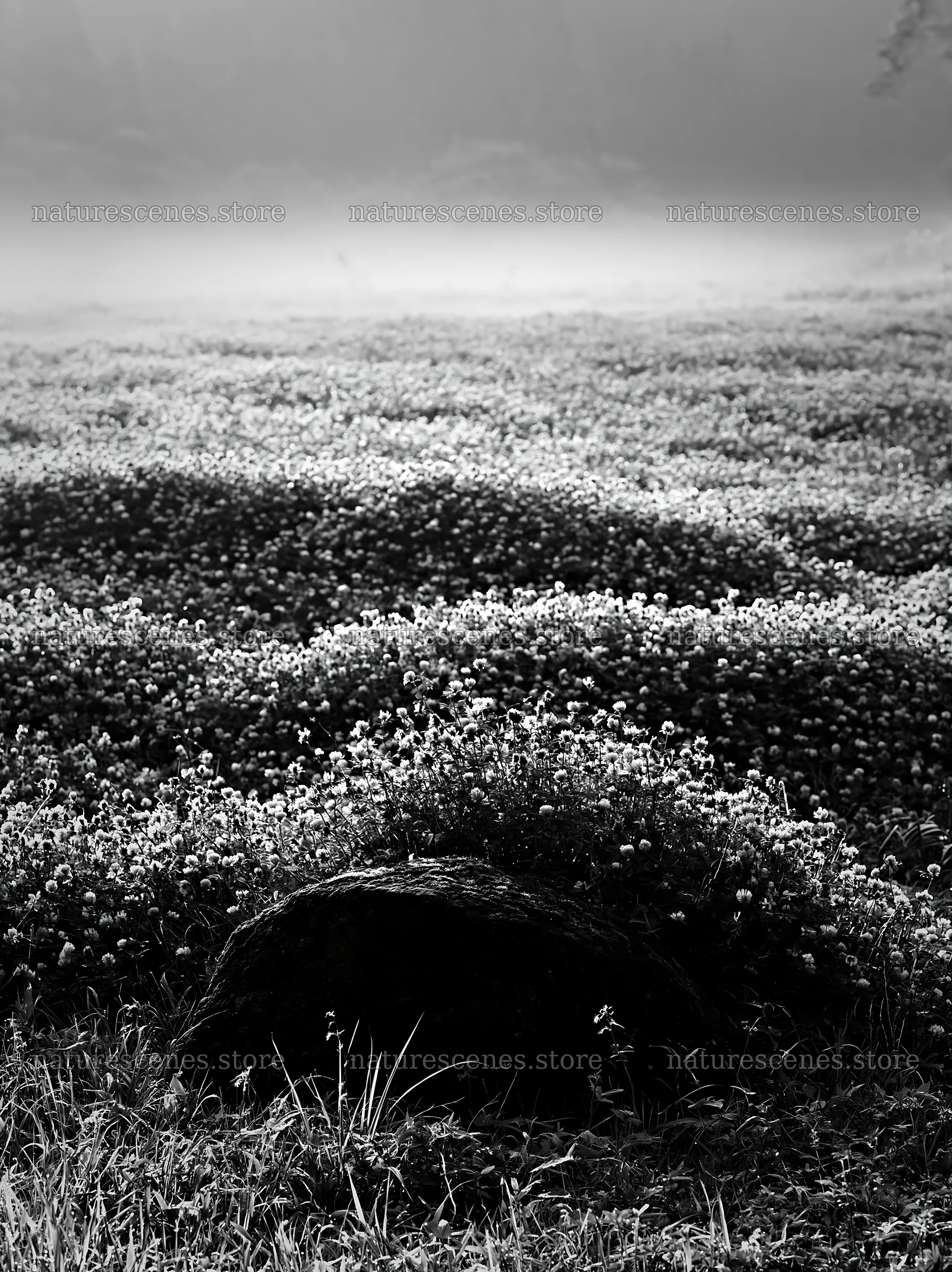 Misty meadow with moss covered stone in Shimane – nature scenes 6866x9174