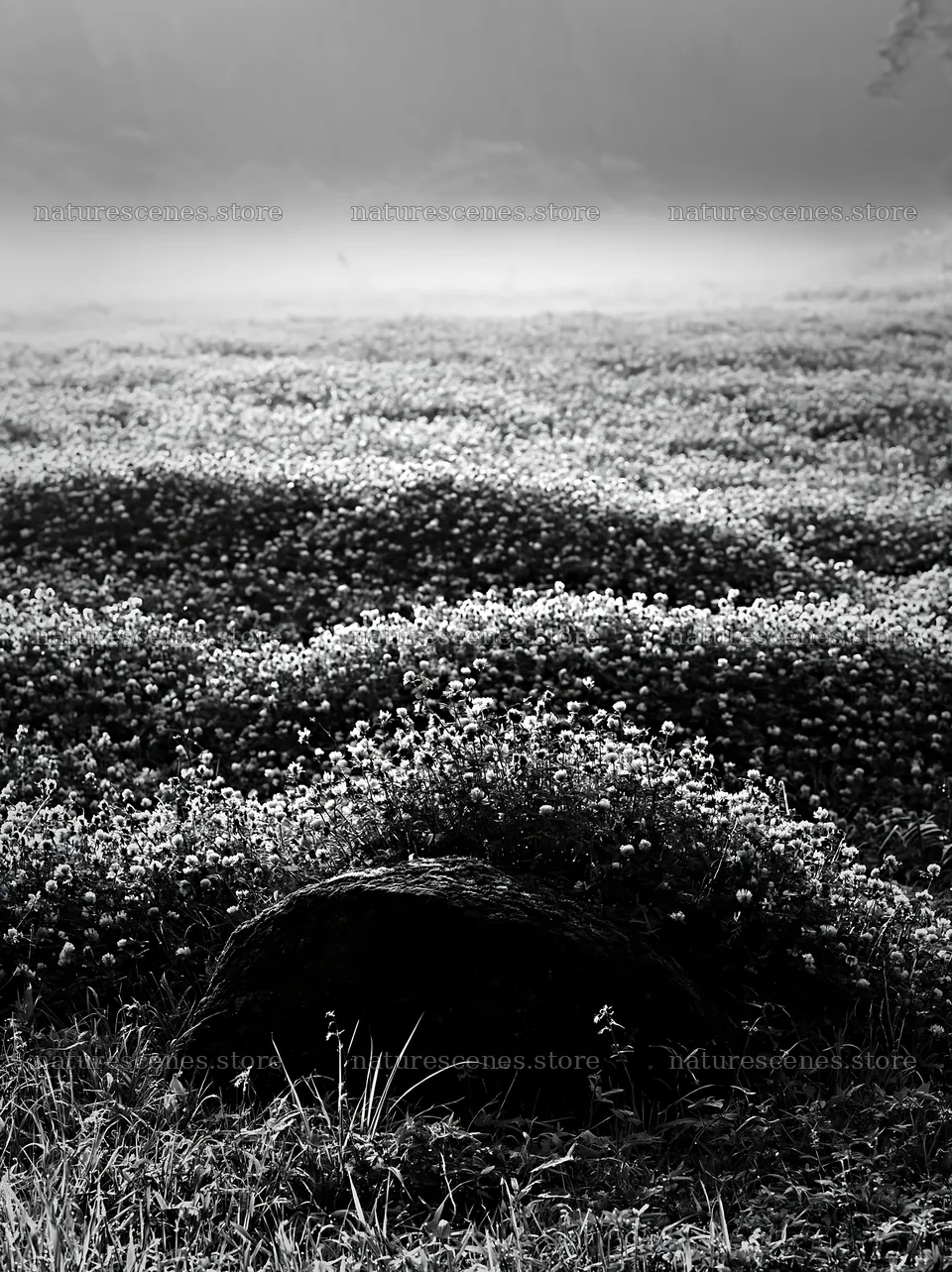 Misty meadow with moss covered stone in Shimane – nature scenes 6866x9174