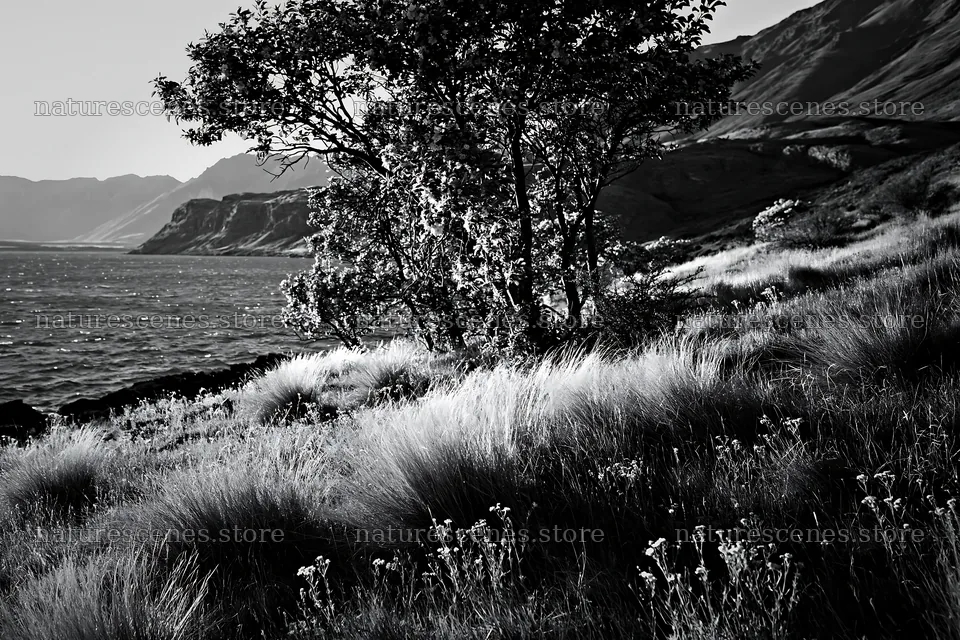 Lakeshore view with apple meadow under clear sky – nature scenes 9722x6480