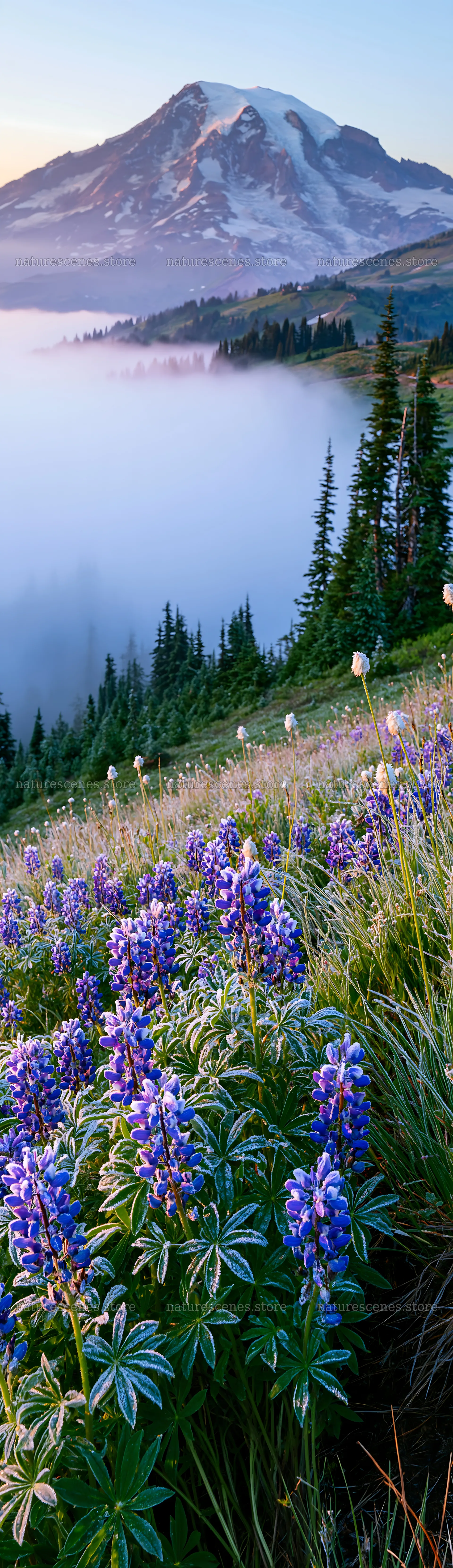 Mount Rainier wildflower meadow sunrise with blue flowers – nature scenes 4268x14762
