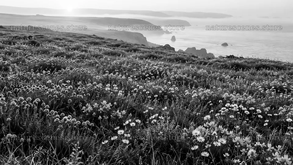 Monochrome Wildflower Meadow Above a Misty Coast – nature scenes 10324x5812