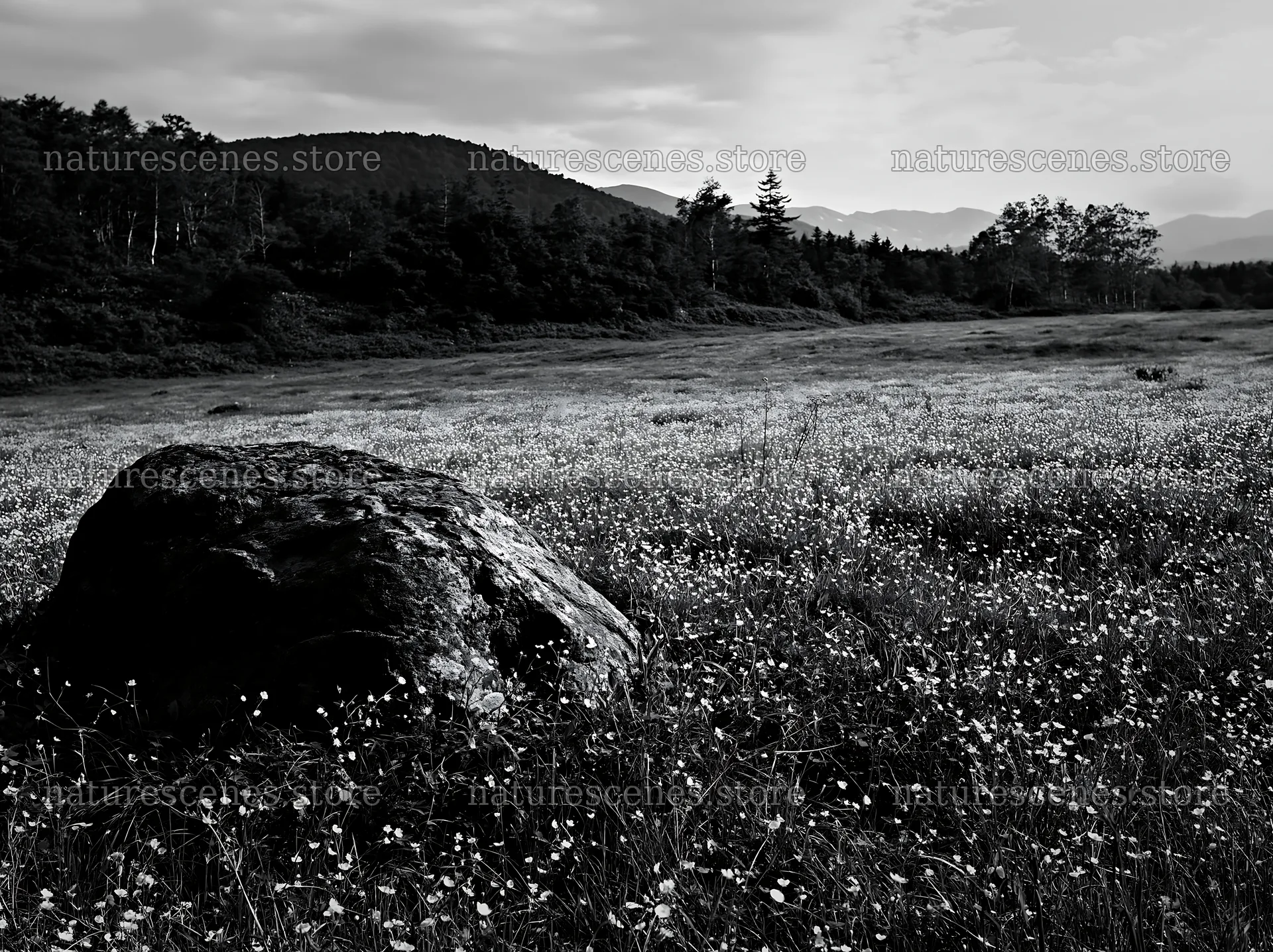 Meadow in Aomori with boulder and flowers – nature scenes 9174x6866
