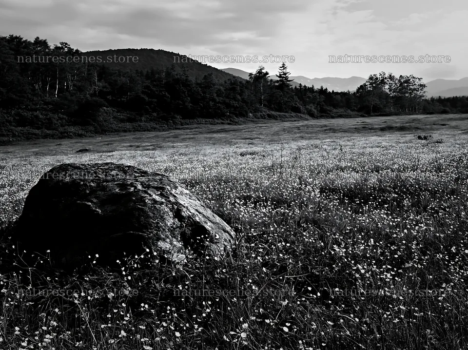 Meadow in Aomori with boulder and flowers – nature scenes 9174x6866