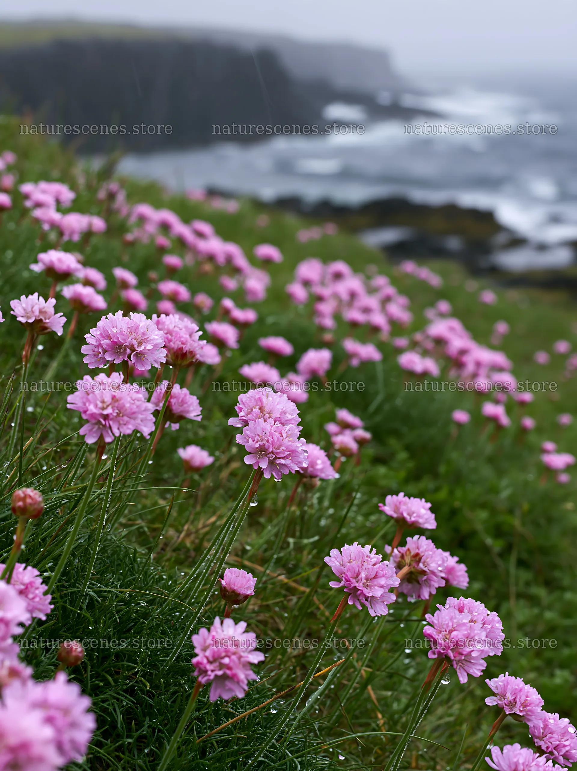 Coastal meadow cliffs with pink flowers during a cloudy day – nature scenes 6866x9174