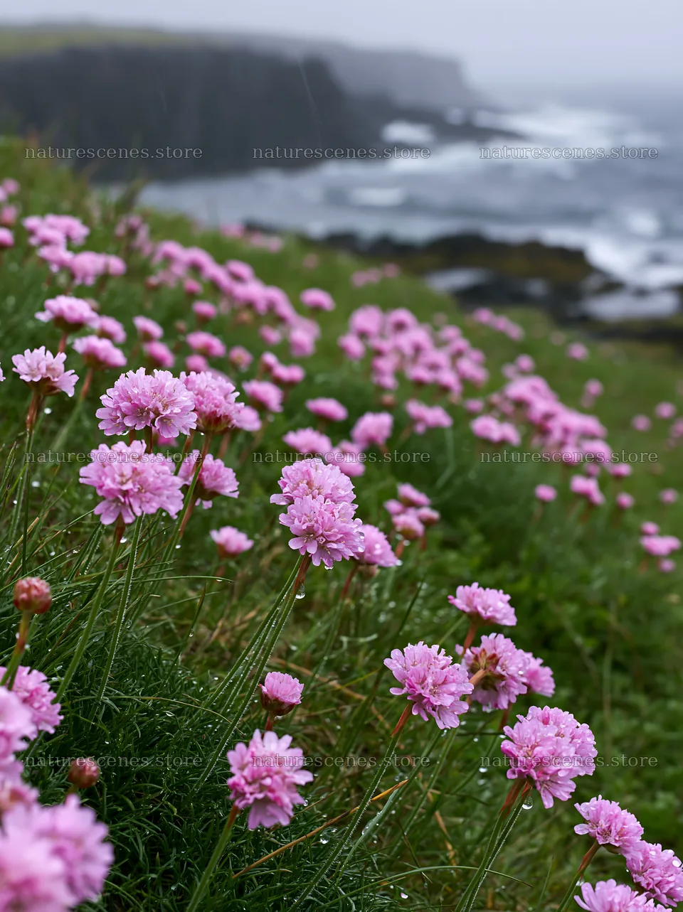 Coastal meadow cliffs with pink flowers during a cloudy day – nature scenes 6866x9174