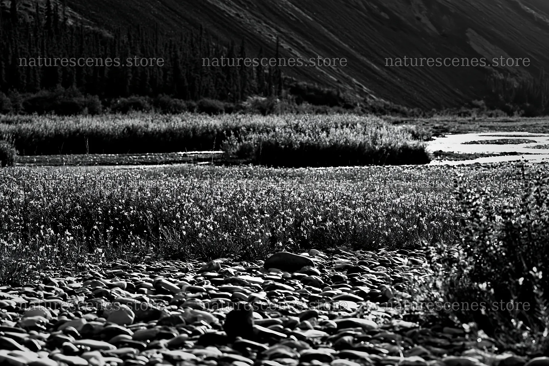 Fireweed lupine meadow along a riverbank in black and white – nature scenes 9722x6480