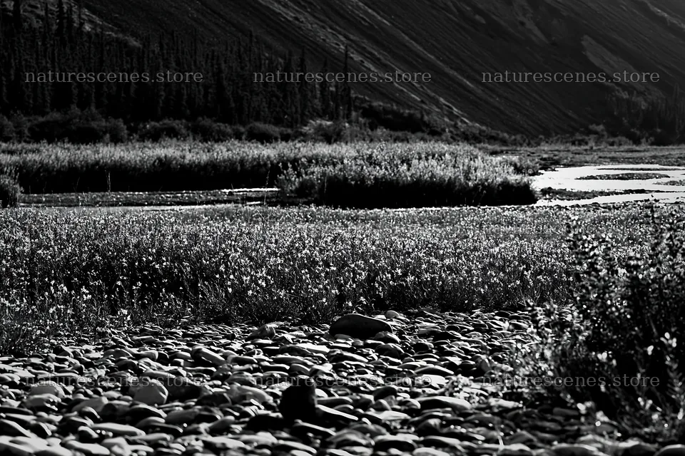 Fireweed lupine meadow along a riverbank in black and white – nature scenes 9722x6480