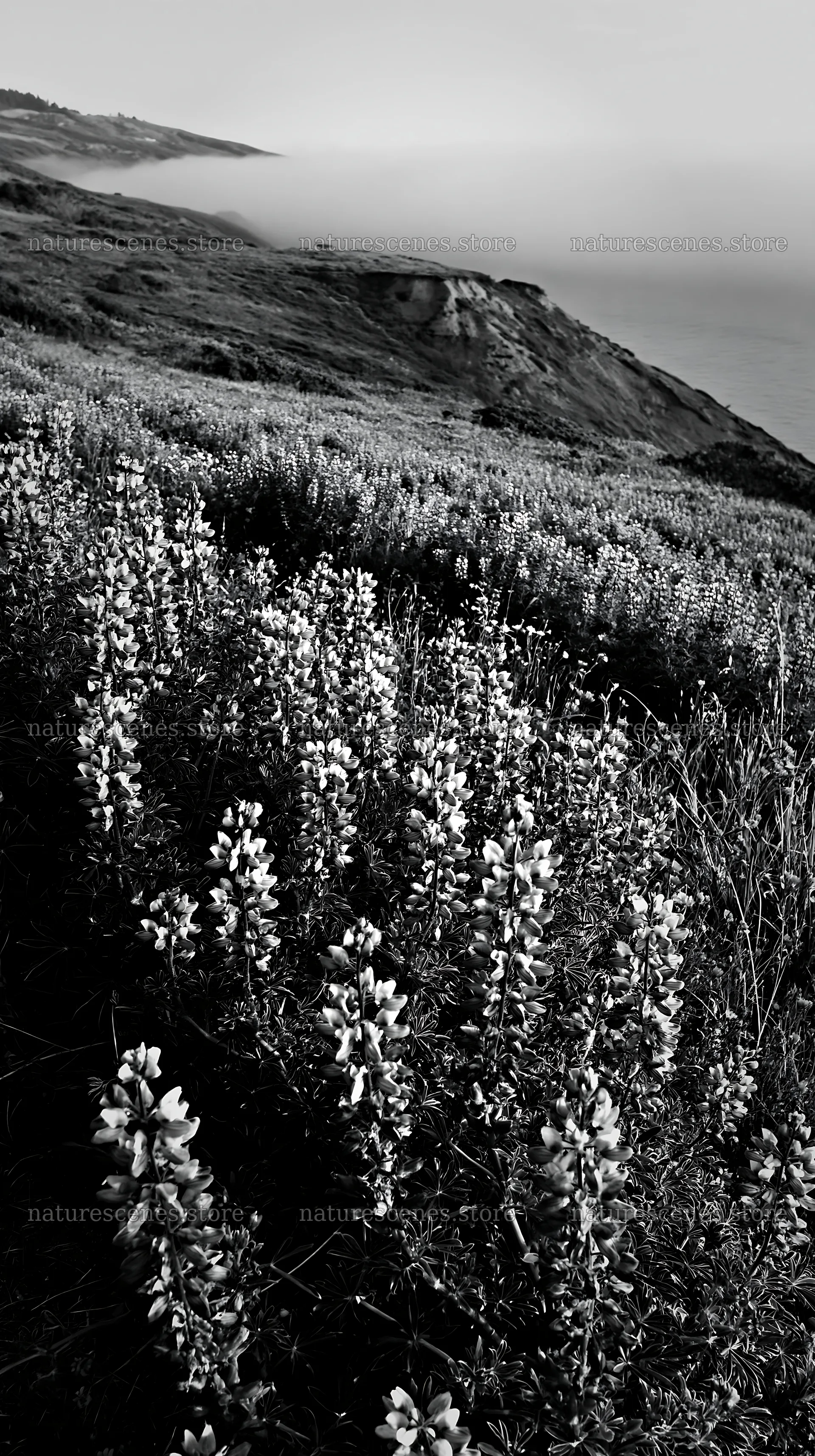 Colorful lupine meadow near the coast at dawn – nature scenes 5938x10608