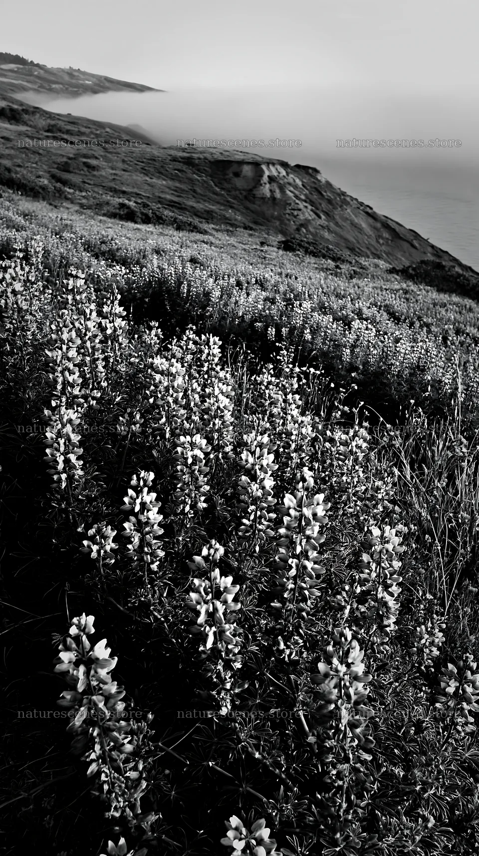 Colorful lupine meadow near the coast at dawn – nature scenes 5938x10608