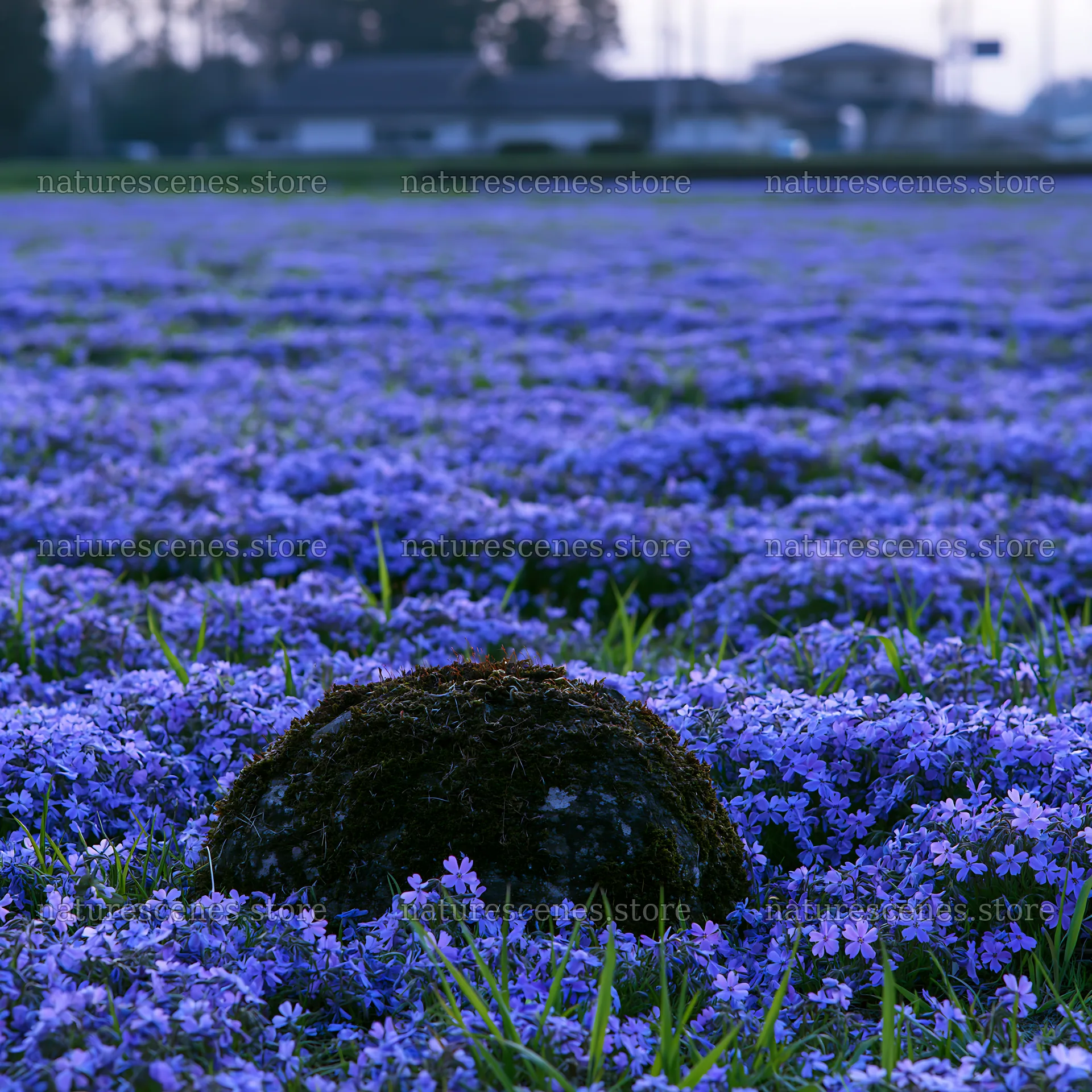 Mossy stone among purple flowers in Miyagi spring meadow – nature scenes 7938x7938