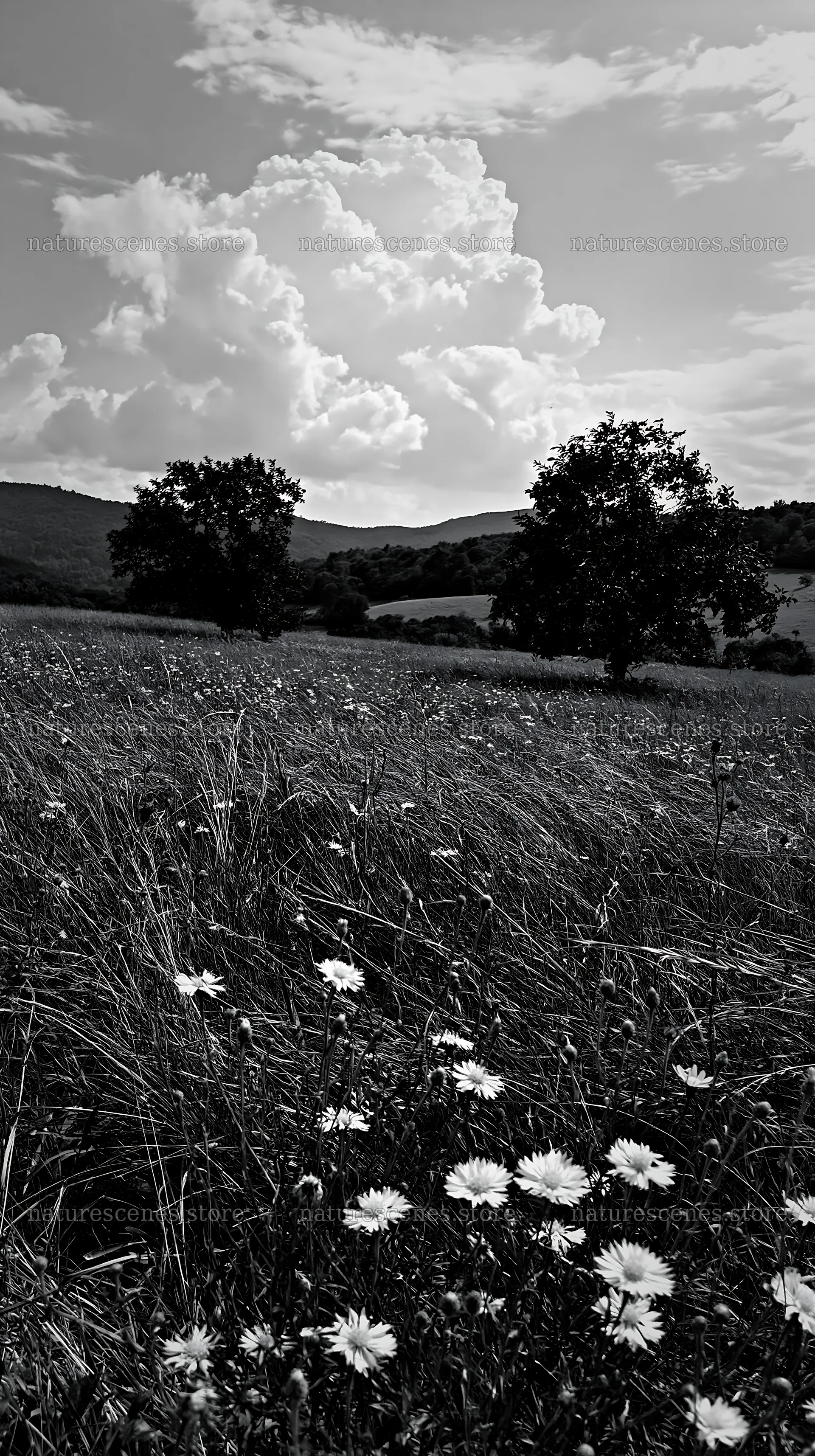 Valley apple meadow with trees and flowering grass in black and white – nature scenes 5938x10608