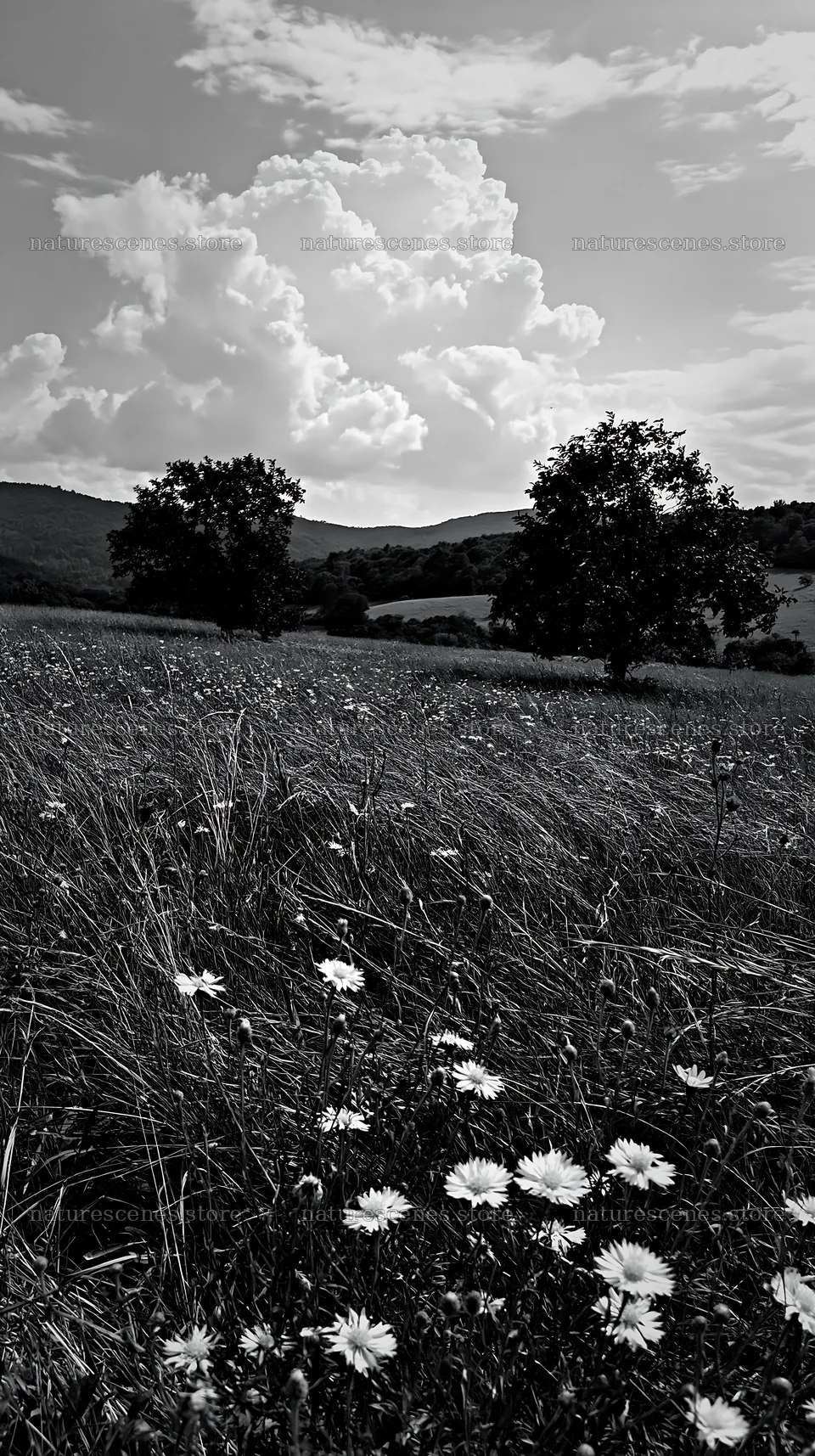 Valley apple meadow with trees and flowering grass in black and white – nature scenes 5938x10608