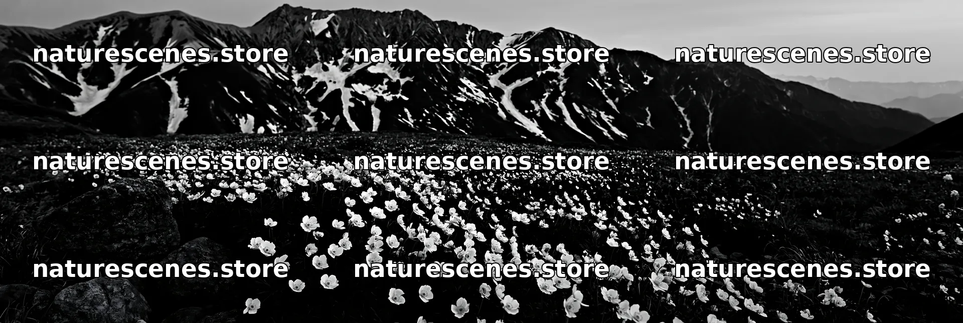 Toyama alpine meadow snowmelt rock foreground with flowers – nature scenes 13690x4602