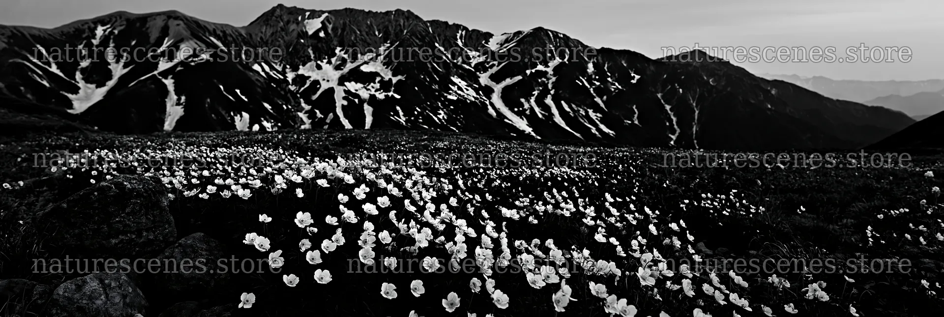 Toyama alpine meadow snowmelt rock foreground with flowers – nature scenes 13690x4602