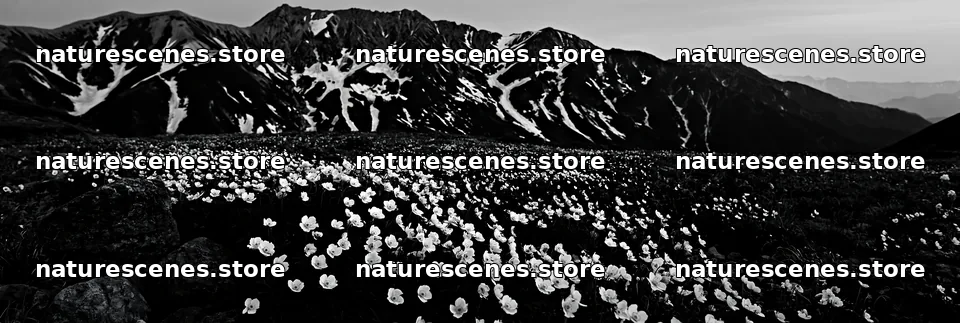 Toyama alpine meadow snowmelt rock foreground with flowers – nature scenes 13690x4602