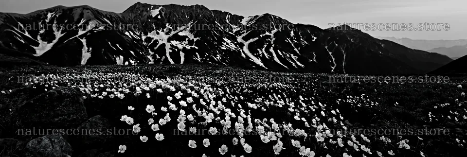 Toyama alpine meadow snowmelt rock foreground with flowers – nature scenes 13690x4602