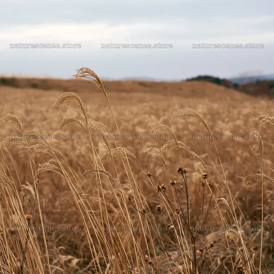 Golden meadow in Okayama with seedheads in the foreground – nature scenes 7938x7938