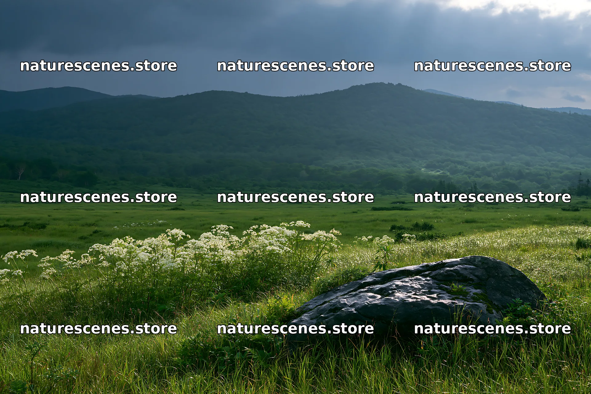 Aomori climate resilient meadow with boulder in green landscape – nature scenes 9722x6480
