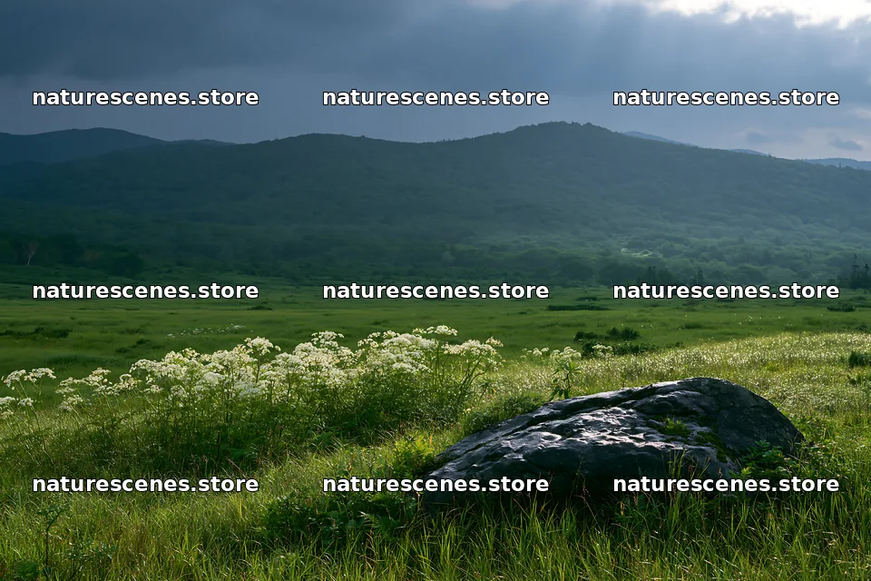 Aomori climate resilient meadow with boulder in green landscape – nature scenes 9722x6480