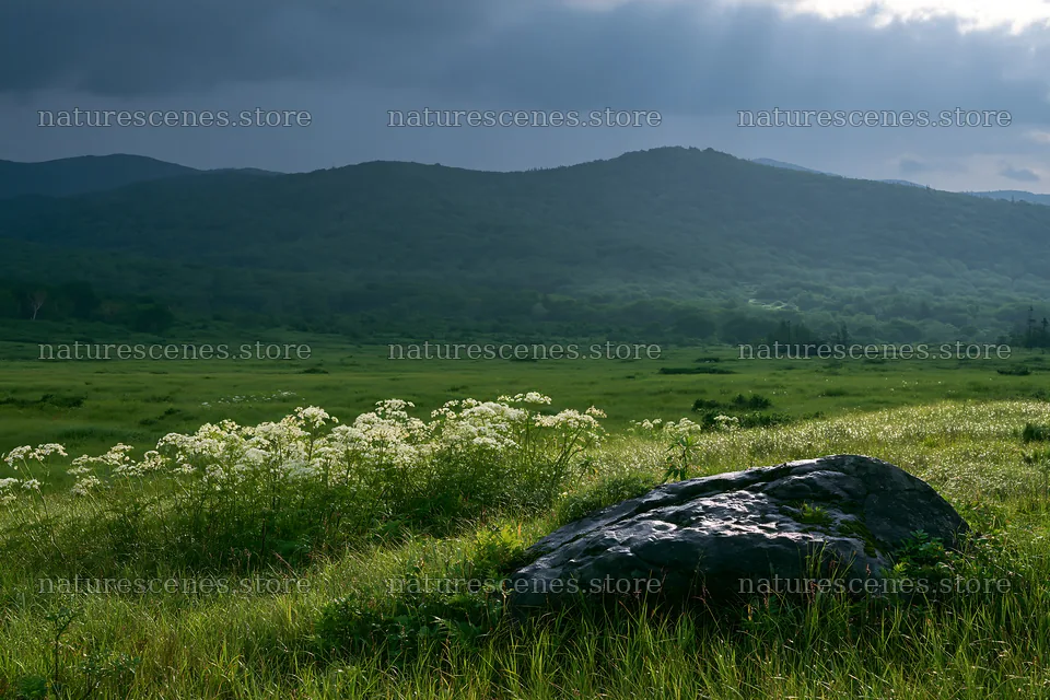 Aomori climate resilient meadow with boulder in green landscape – nature scenes 9722x6480
