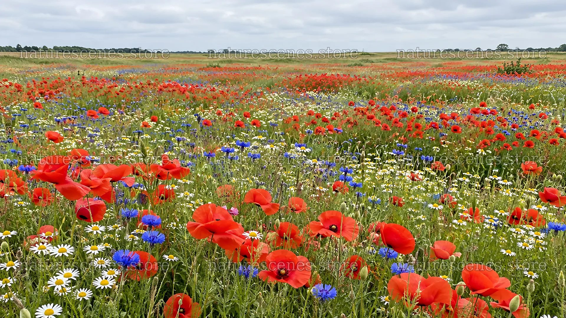 Colorful Wildflowers Across a Meadow – nature scenes 10324x5812