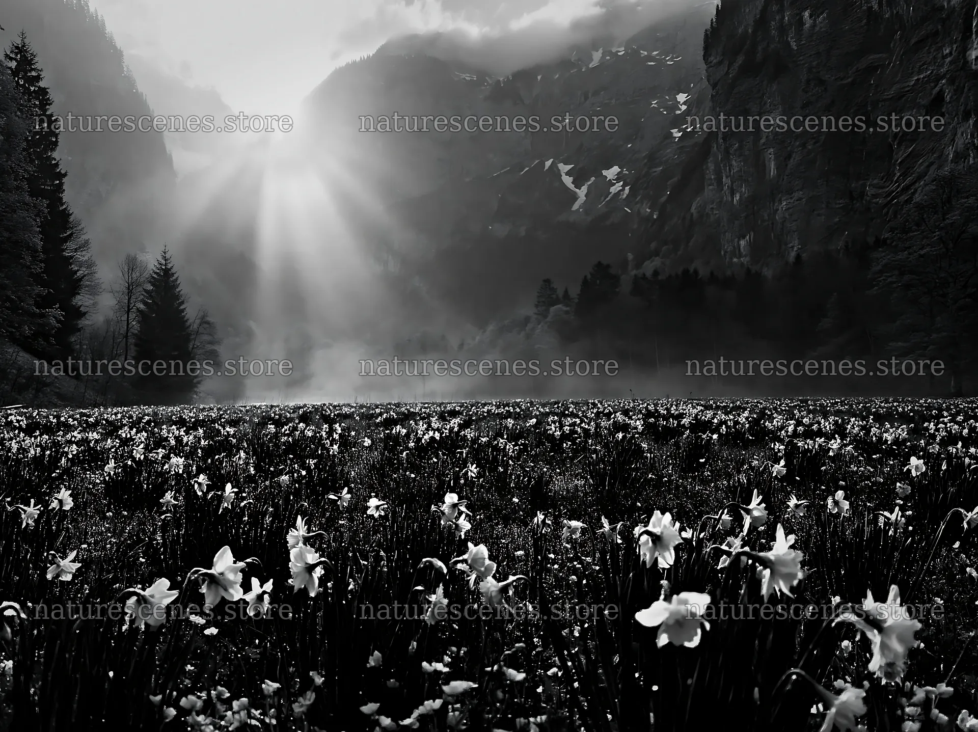 Light rays over Lauterbrunnen Valley meadow with flowers – nature scenes 9174x6866