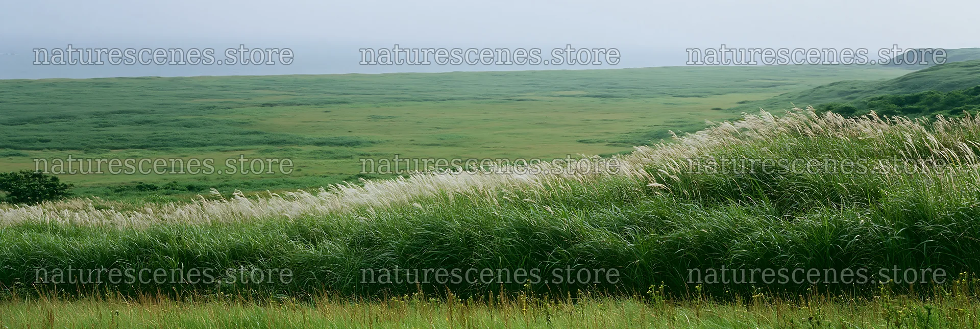 Fukui grass meadow with rain droplets on greenery – nature scenes 13690x4602